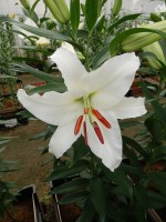 [5276 Siberia POF No01.JPG]